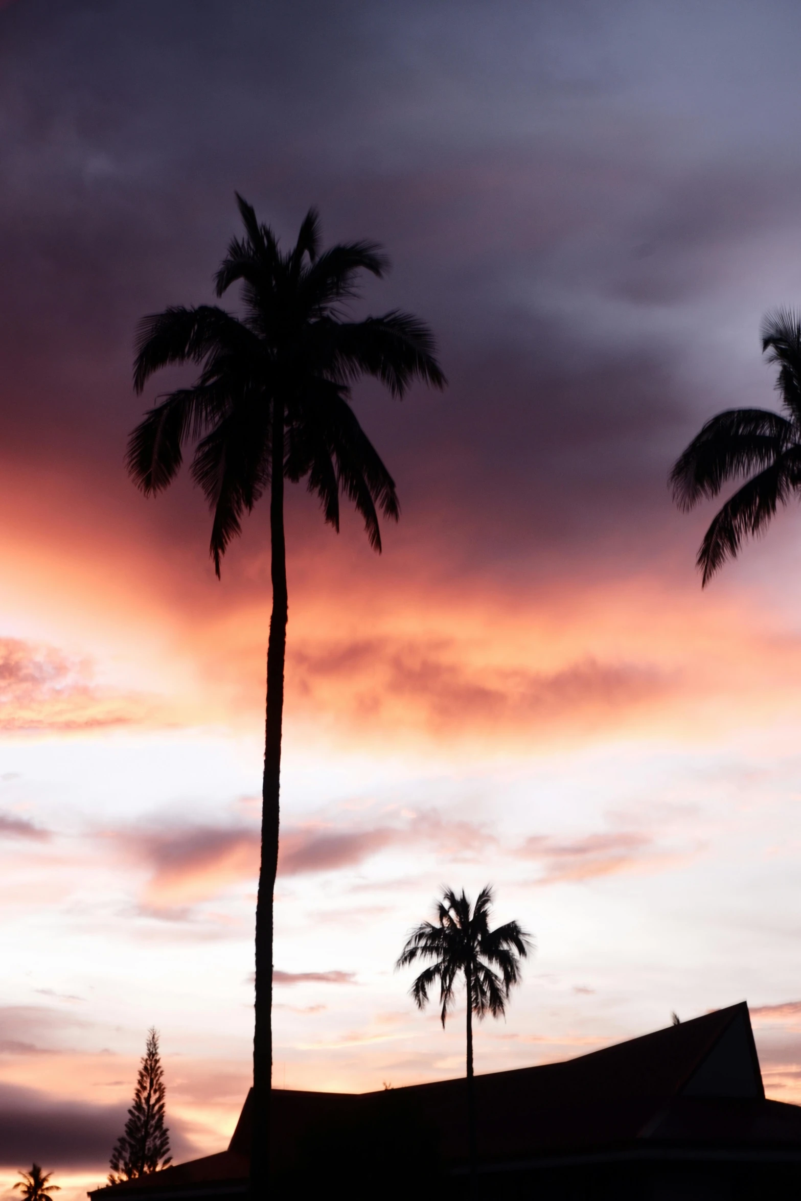 a few trees in front of a pink and blue sky