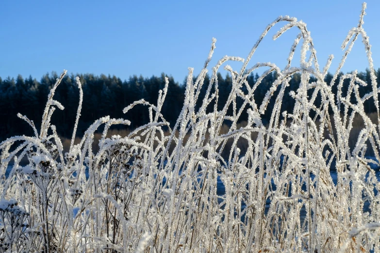 the field of ice covered grasses and trees in the background