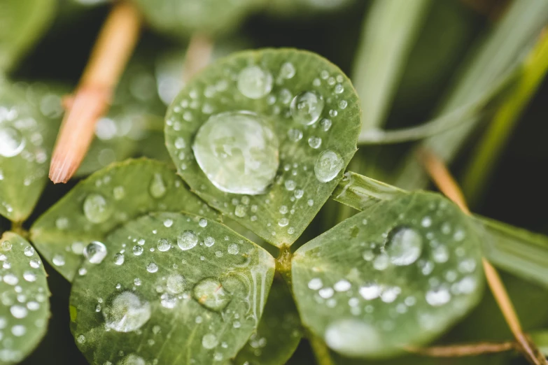 water drops are on the leaves of clovers