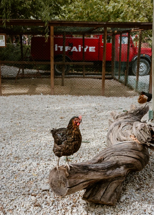 a group of chickens on rocks near a fence