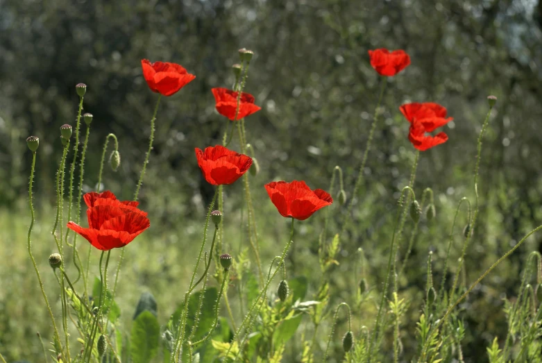 red poppies are growing near a wooded area