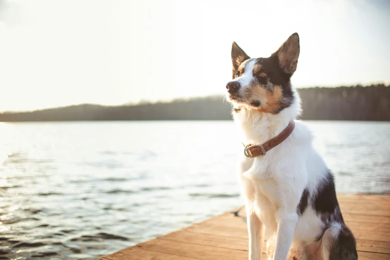 dog sitting on wooden dock looking out at water
