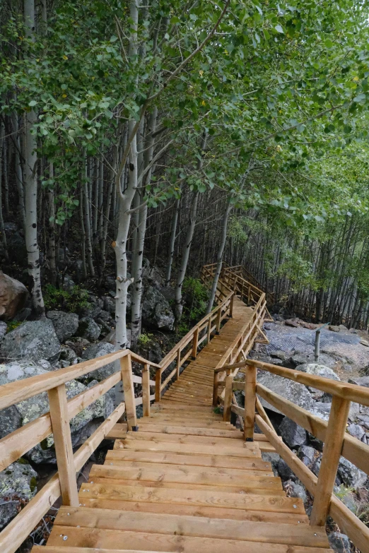 a wooden staircase is between two tree trees