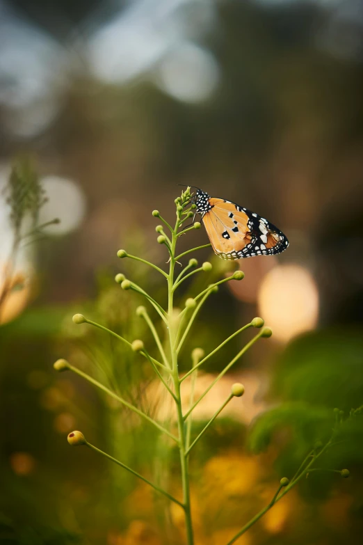 erfly sitting on top of a tall plant in the wilderness