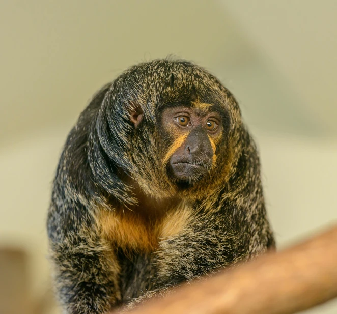 a monkey with orange on it's face standing up