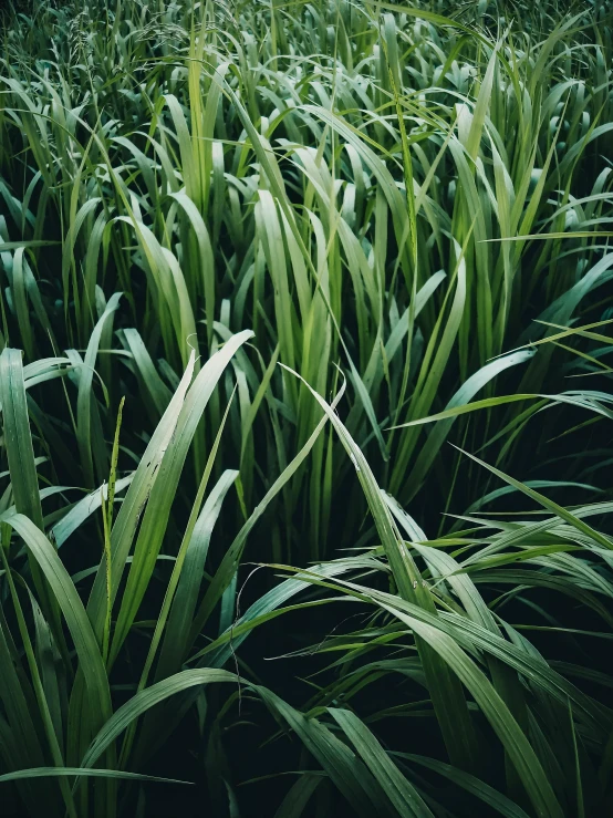 an image of a field that is full of grass