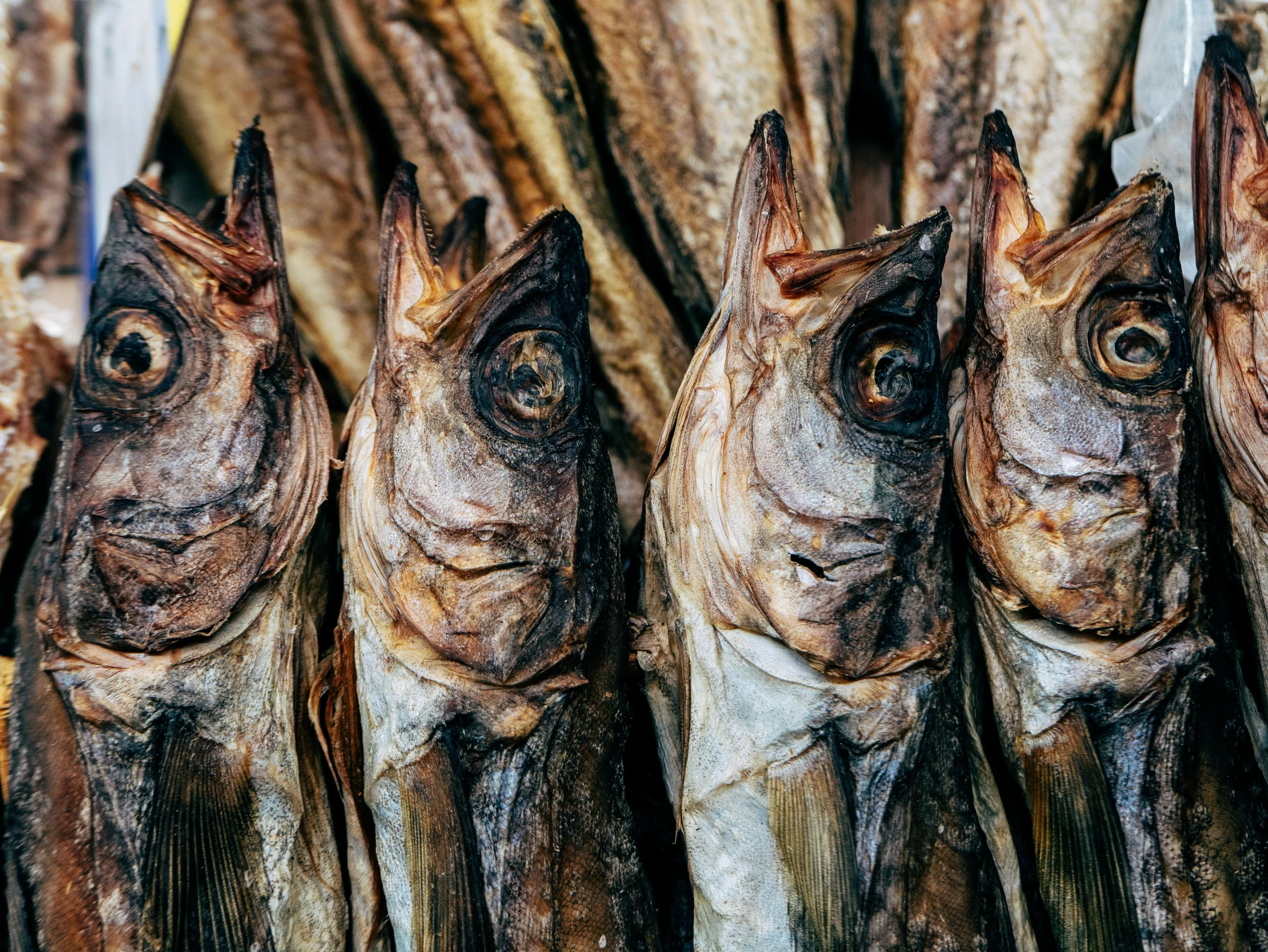 five fish are pictured with faces drawn on them