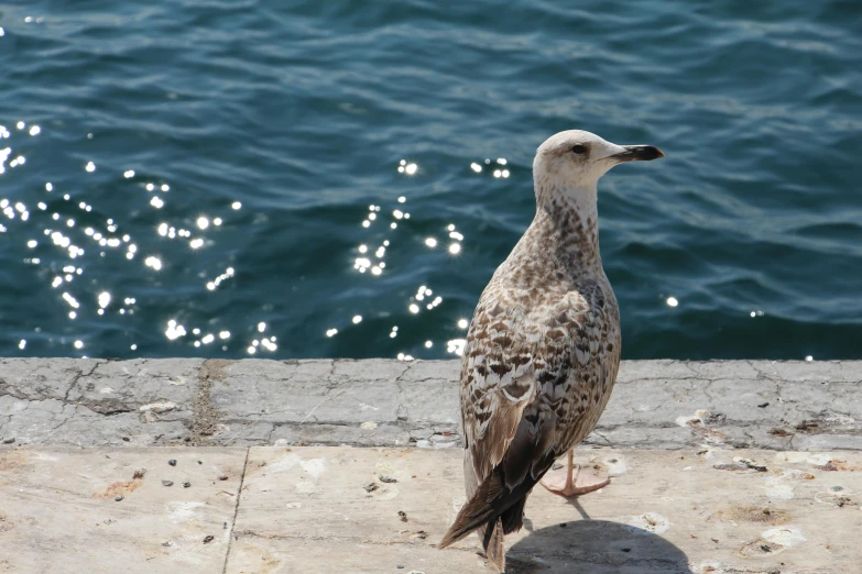 a bird stands next to the water on concrete