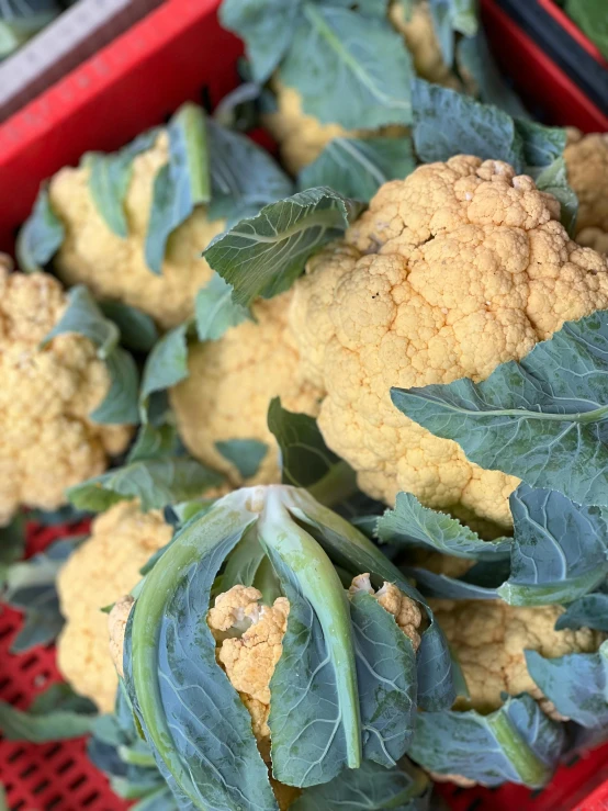 several cauliflower plants sitting in a container