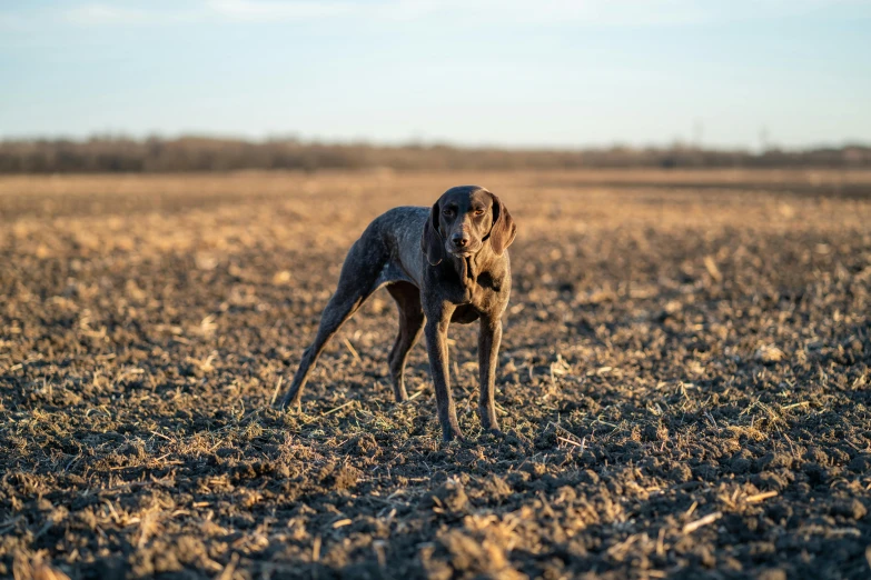 a dog is in a field with dried grass