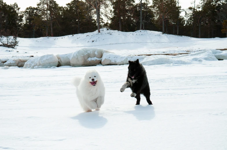 two dogs running in the snow in front of trees
