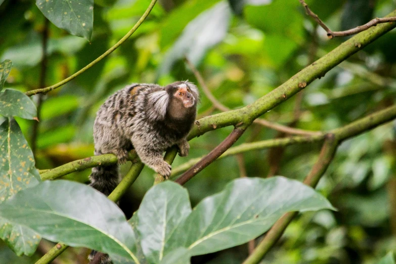 small animal perched on a nch in the woods