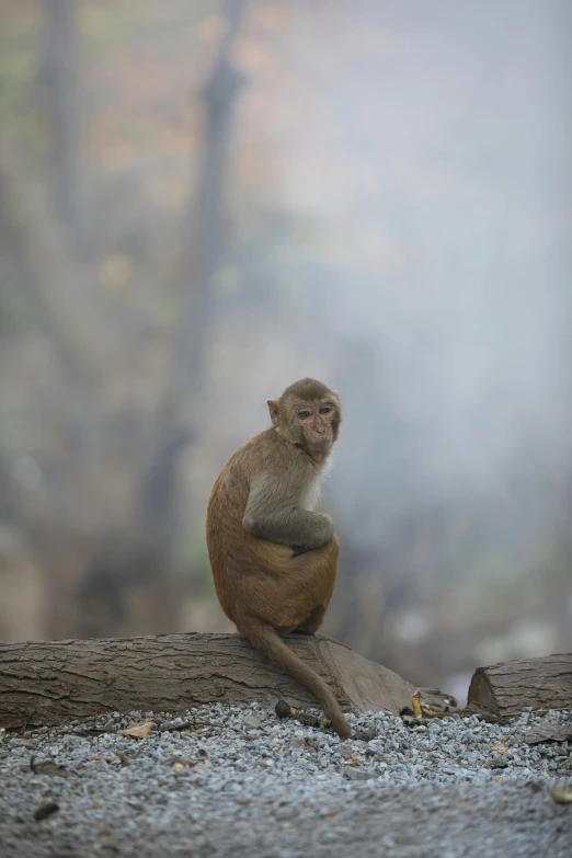 a monkey sitting on a log in the middle of a foggy forest