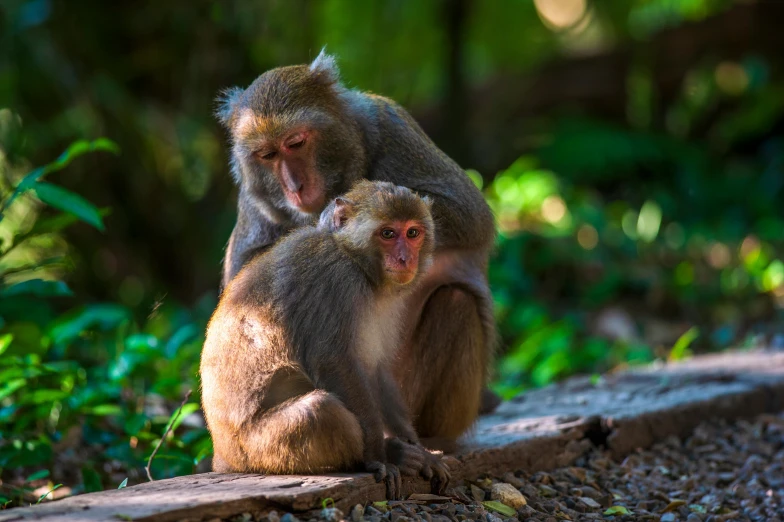 two monkeys sitting on top of some wood