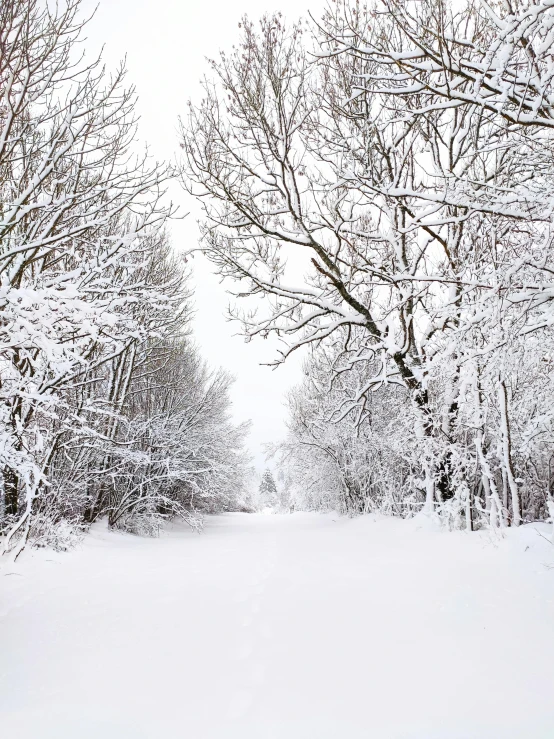 the view down a snow covered forest lined with trees