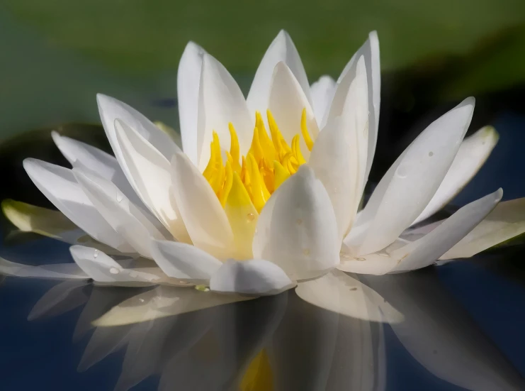 a white flower floating on top of a body of water