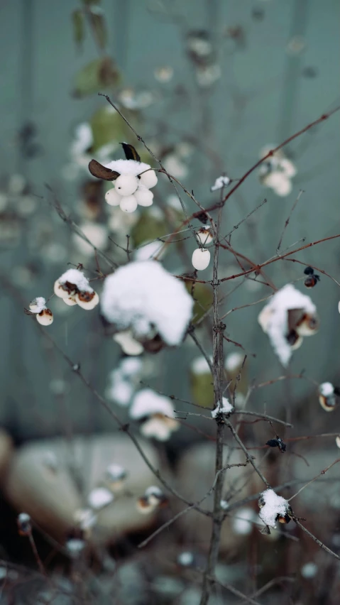 a snowy shrub near a fence, with white snow