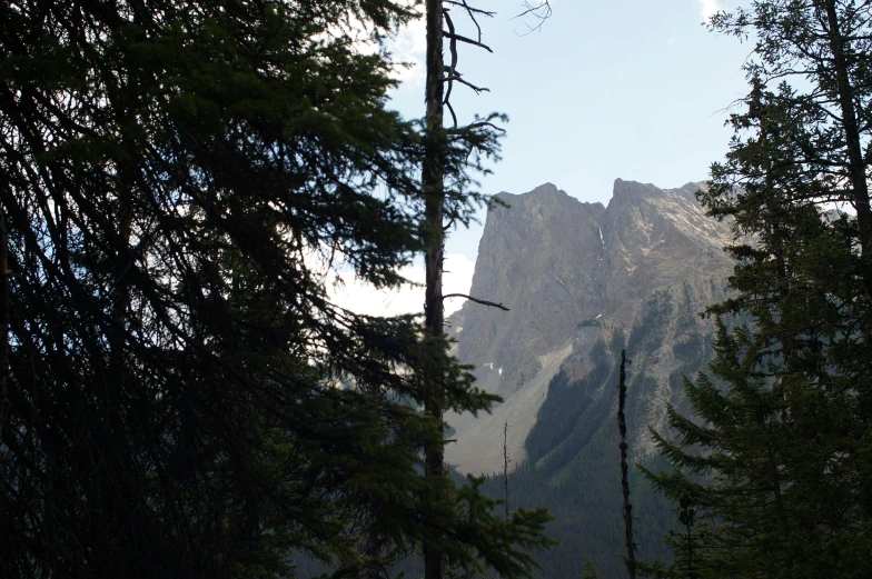 trees are in front of mountains against a clear sky