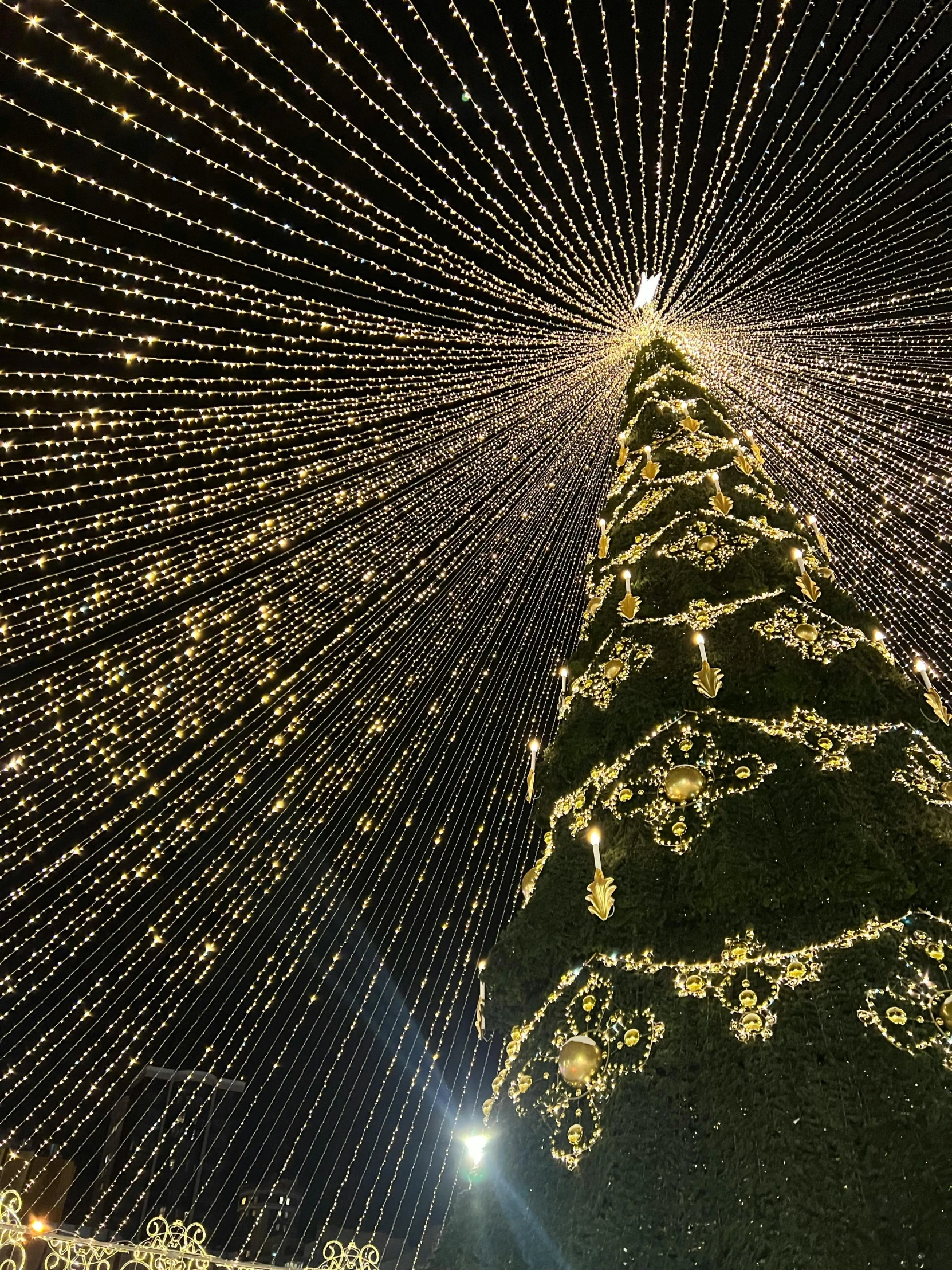 lights illuminate the night sky and trees in a forest