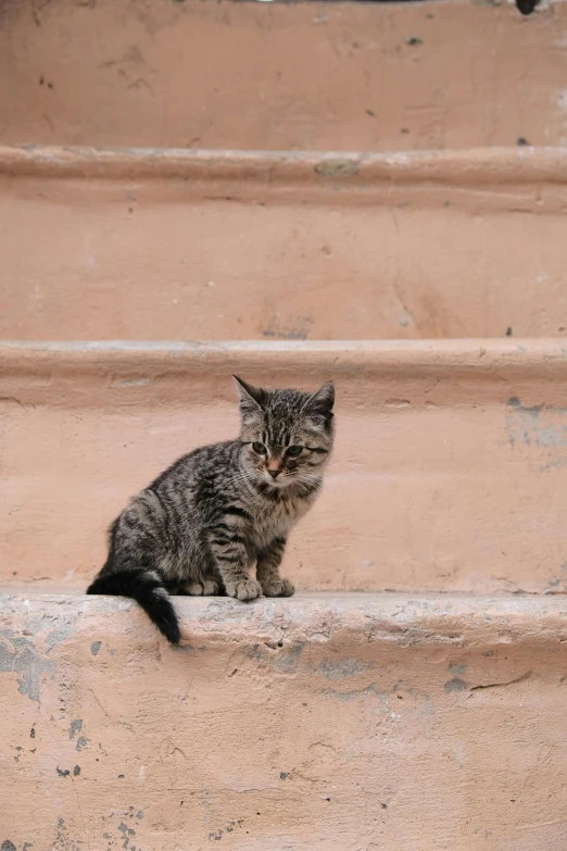 a cat sits on top of a step and looks like he is waiting for soing