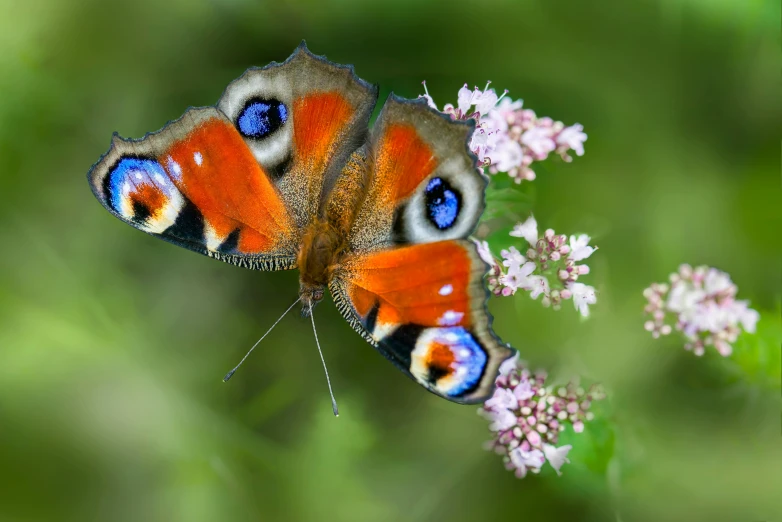 a close up of the head of a erfly