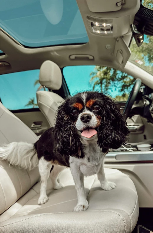 a small dog sitting on a seat in a car