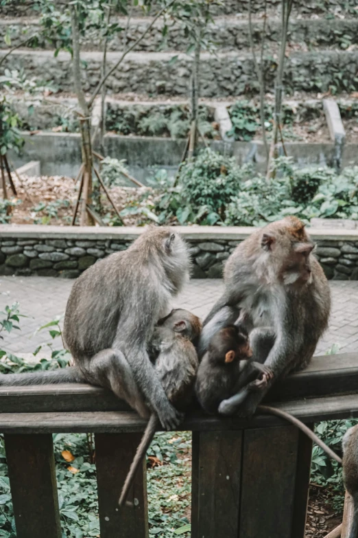 three monkeys sitting on a bench next to each other