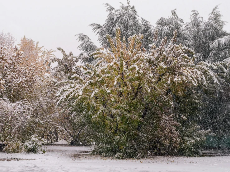 a small snow covered tree on a street