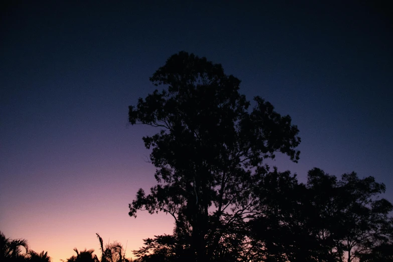 a dark picture of a tree against a purple and orange sky