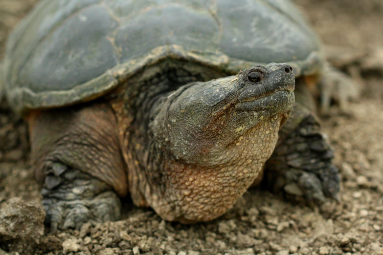 the turtle is looking directly into the camera lens