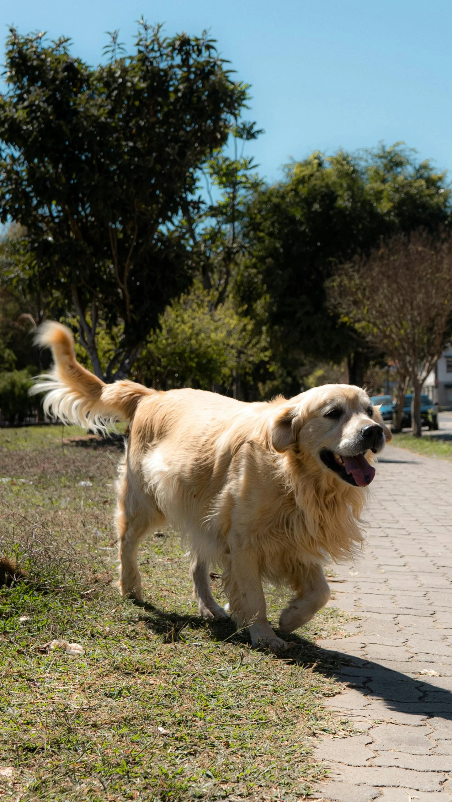 a golden retriever walks down a sidewalk with its tongue out