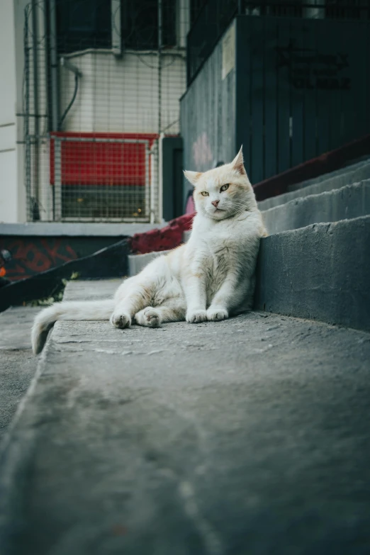 a white cat is lying on concrete stairs