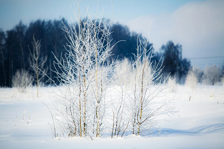 a group of bushes and trees covered in snow