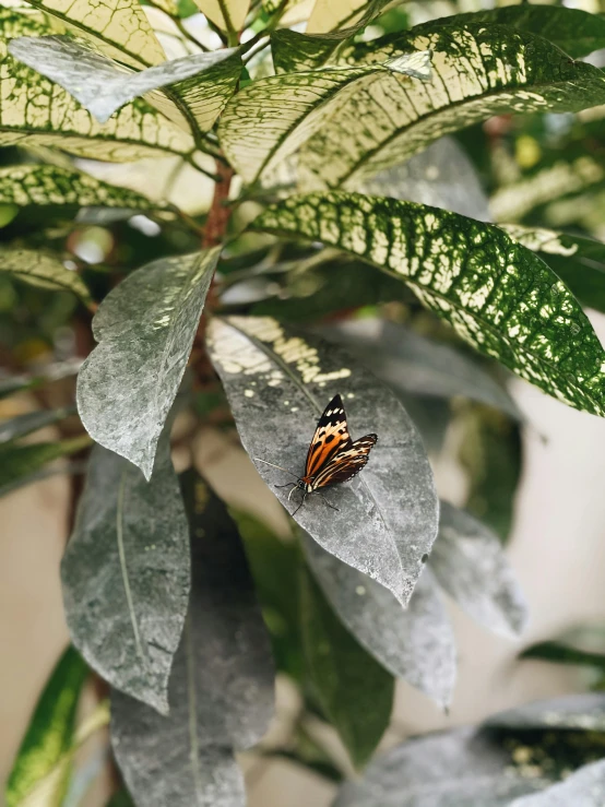 a erfly sits on top of a leaf covered plant