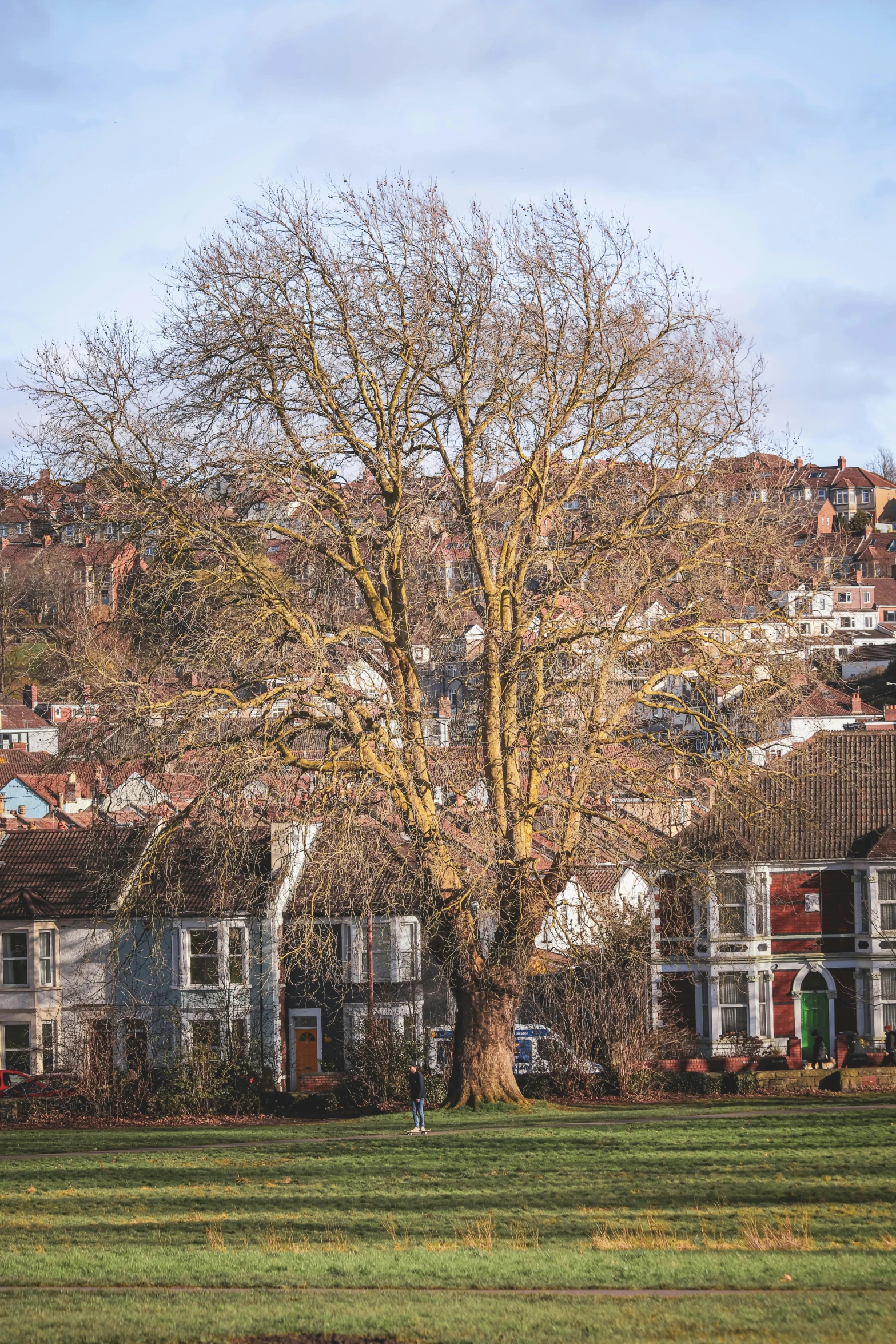 a large tree near many homes on a cloudy day