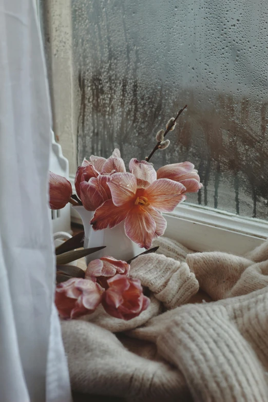 some red flowers in front of a window with a rainy view