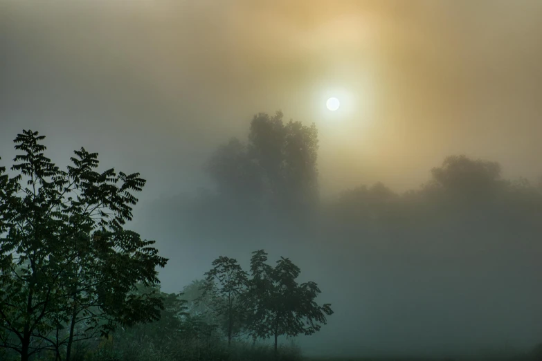 fog covered landscape with tree and light shining in the middle