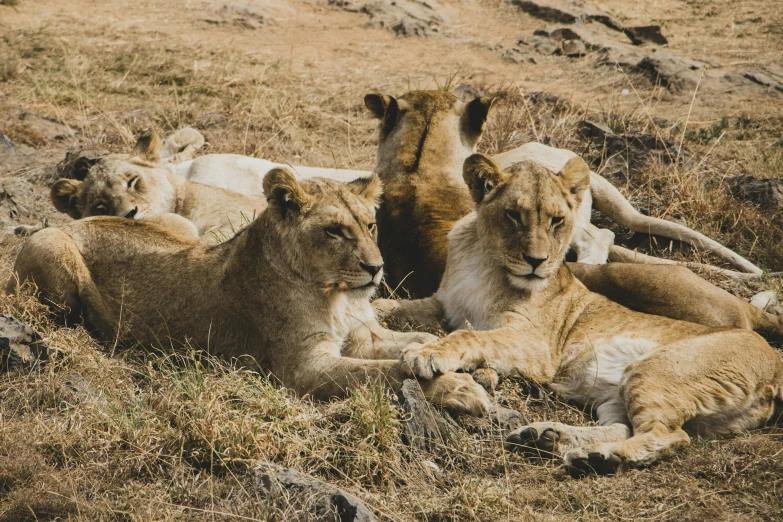 several lions are lounging on the grass in their habitat