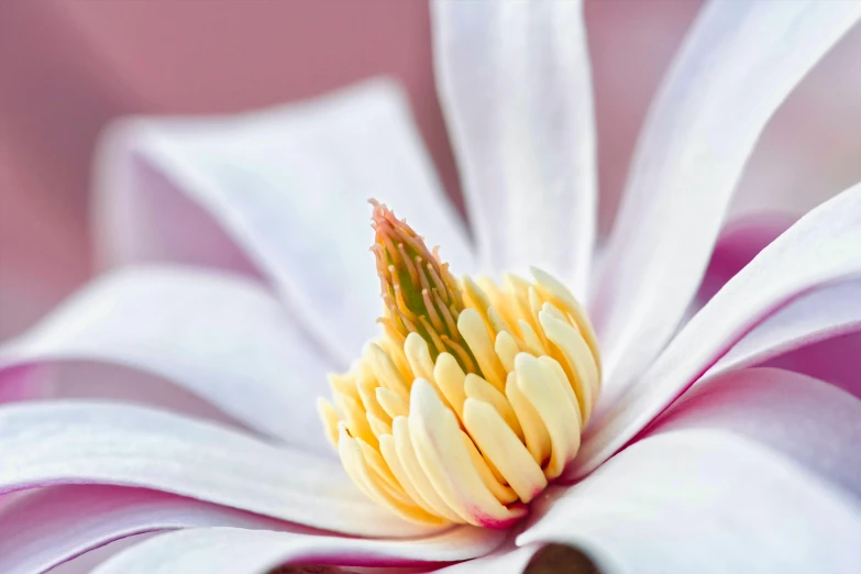 the petals on the white and pink flower