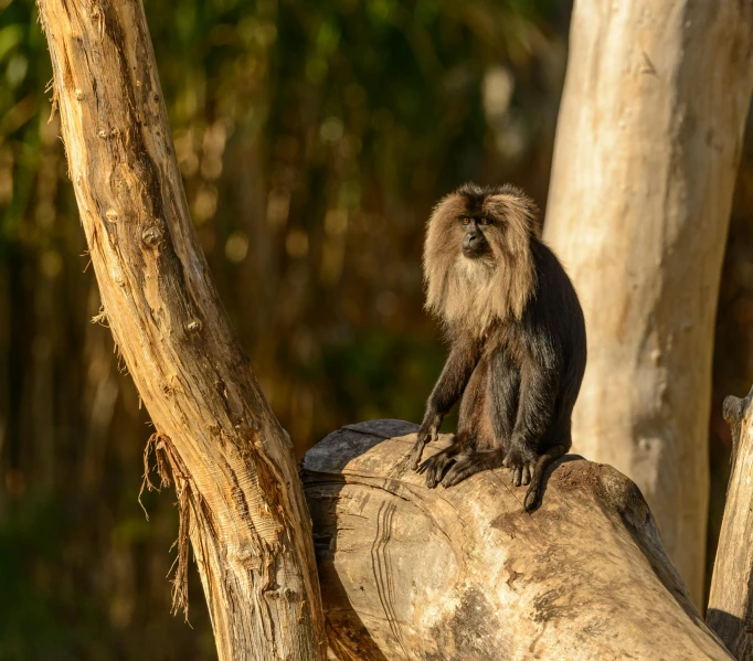 a monkey is sitting on a wooden log