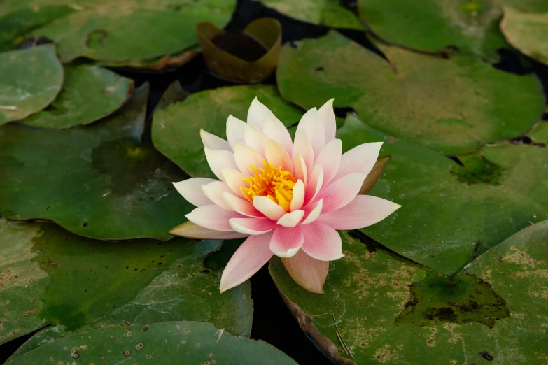 this is a pink flower that grows on water lilies