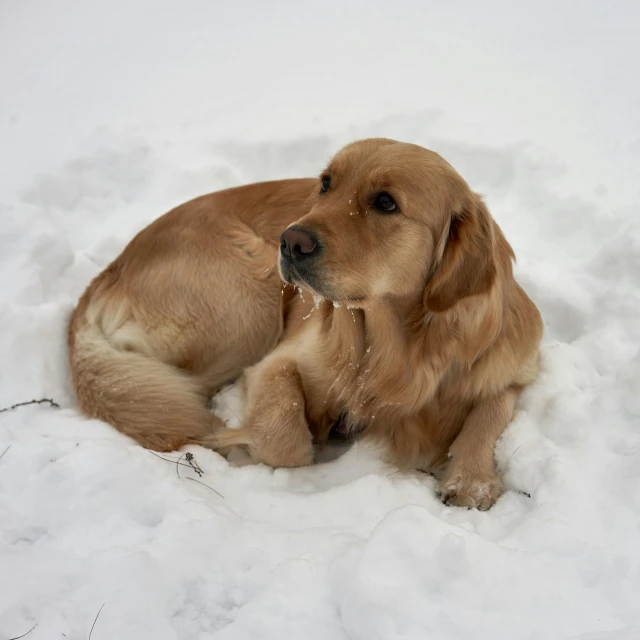 a golden retriever rests in the snow on a white blanket
