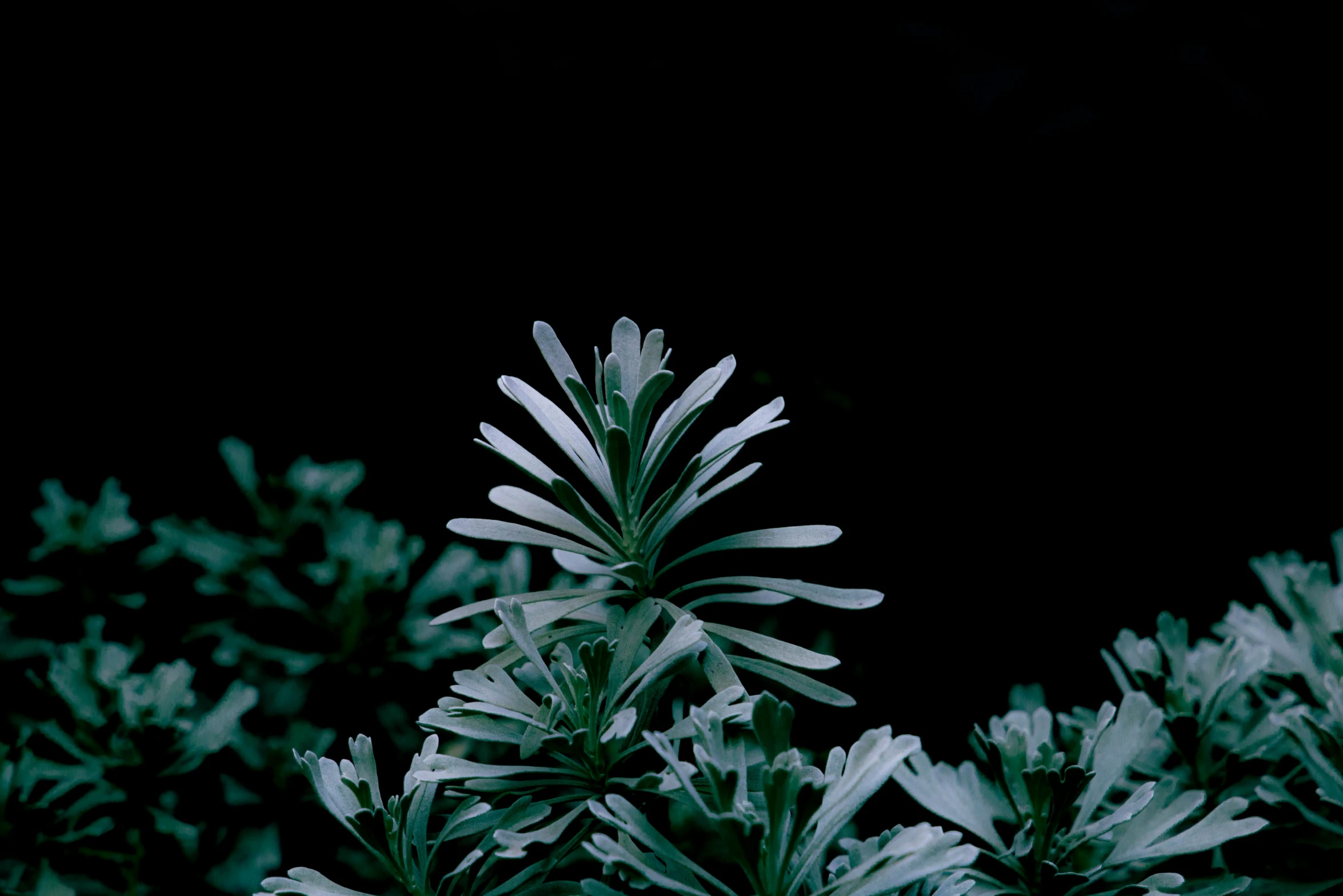 a picture of a plant with many leaves