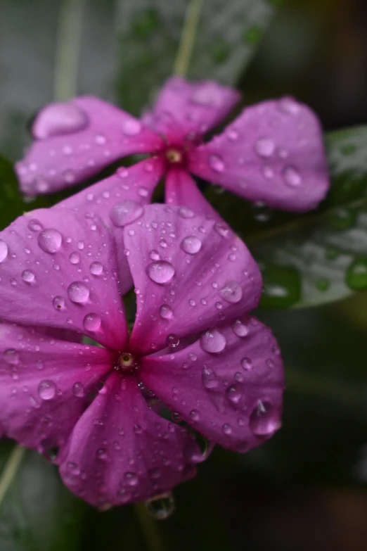 close up of flower with drops of water on the petals