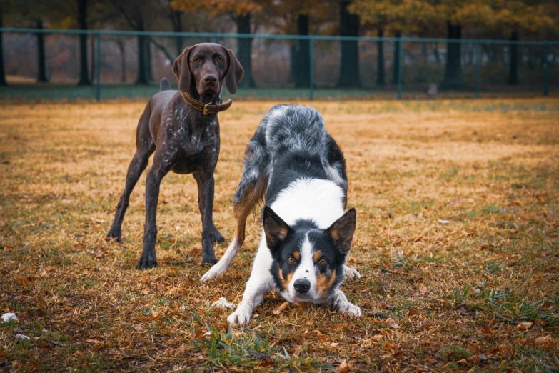 a couple of dogs playing in the grass