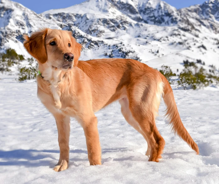 a brown dog standing in the snow with mountain view in the background