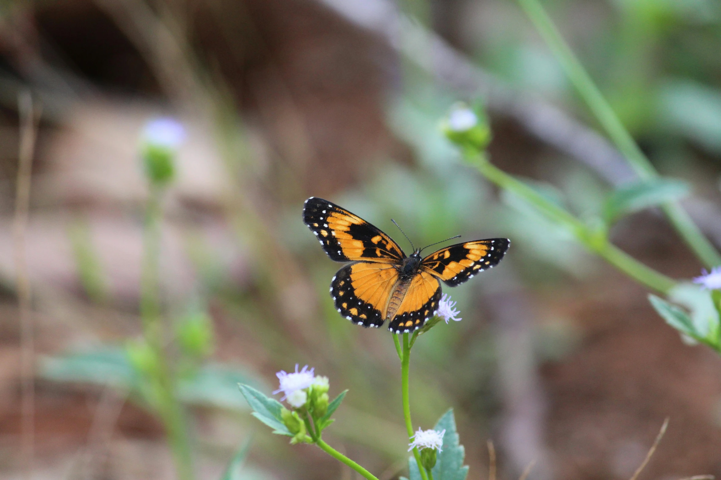 an orange and black erfly sitting on a flower