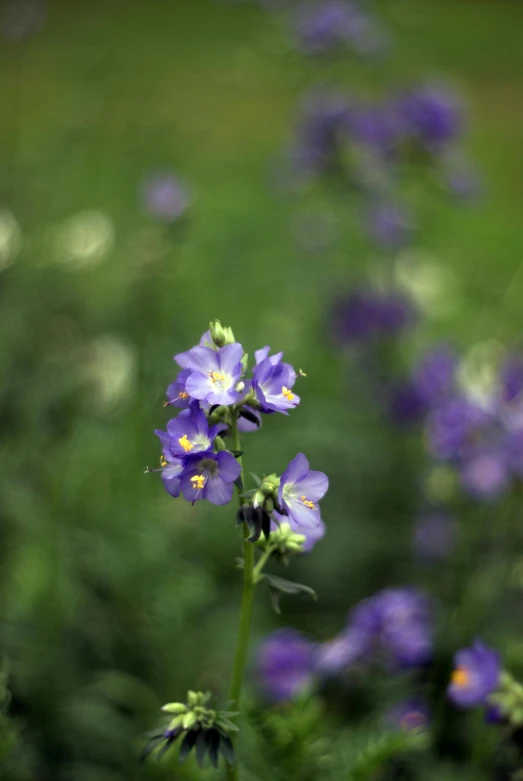 a group of blue flowers are blooming next to each other