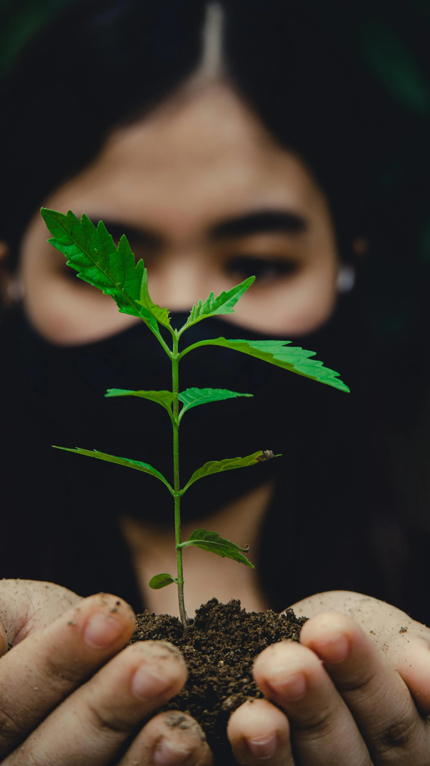 woman holding small seed plant with hands over soil