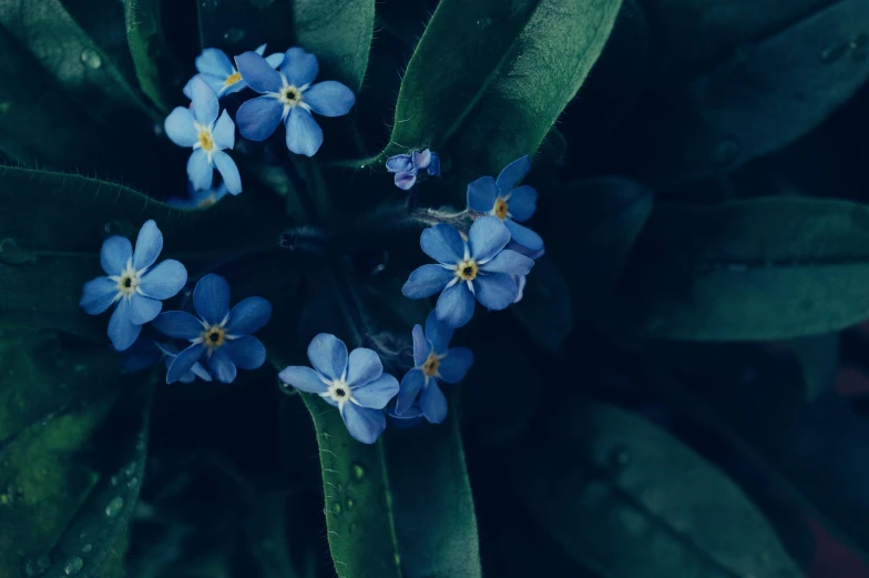 blue flowers are in the middle of the plant